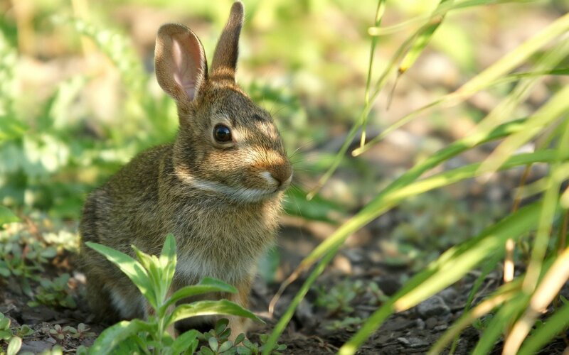 Young Brown Rabbit — Calm, Afternoon