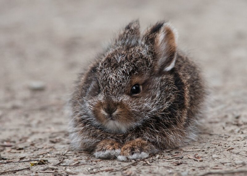 Young Brown Rabbit — Calm, Photograph
