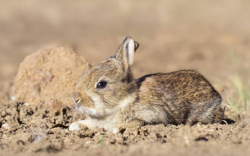Young Brown Rabbit — Calm