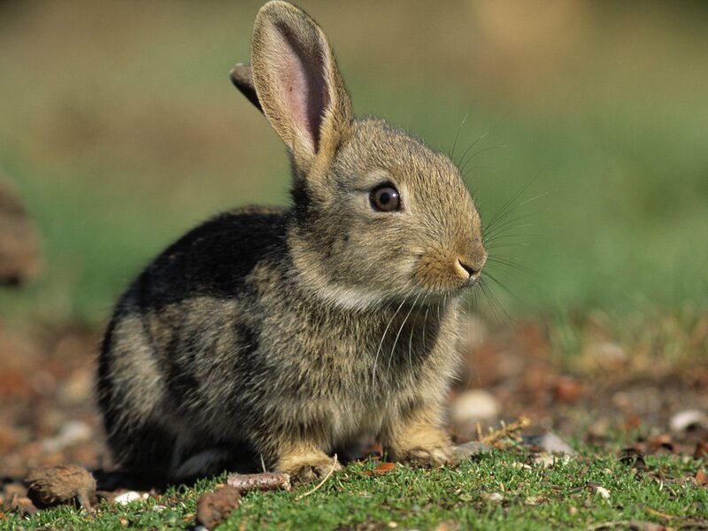 Young Brown Rabbit