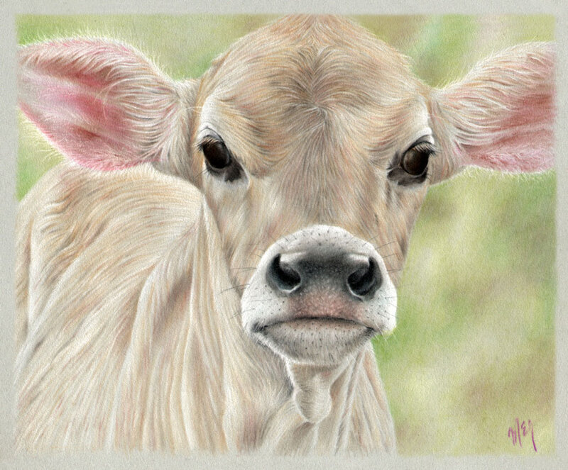 Young Calf Close-up