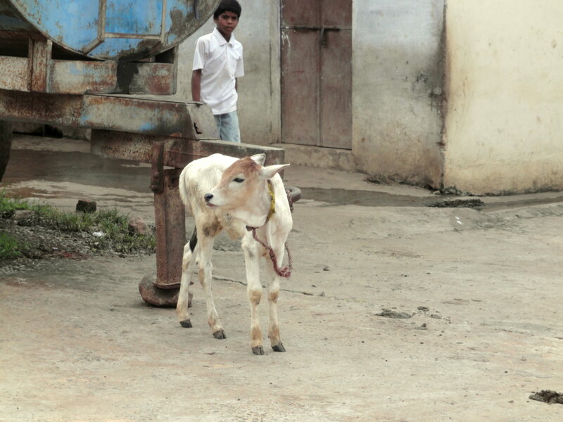 Young Calf with Boy