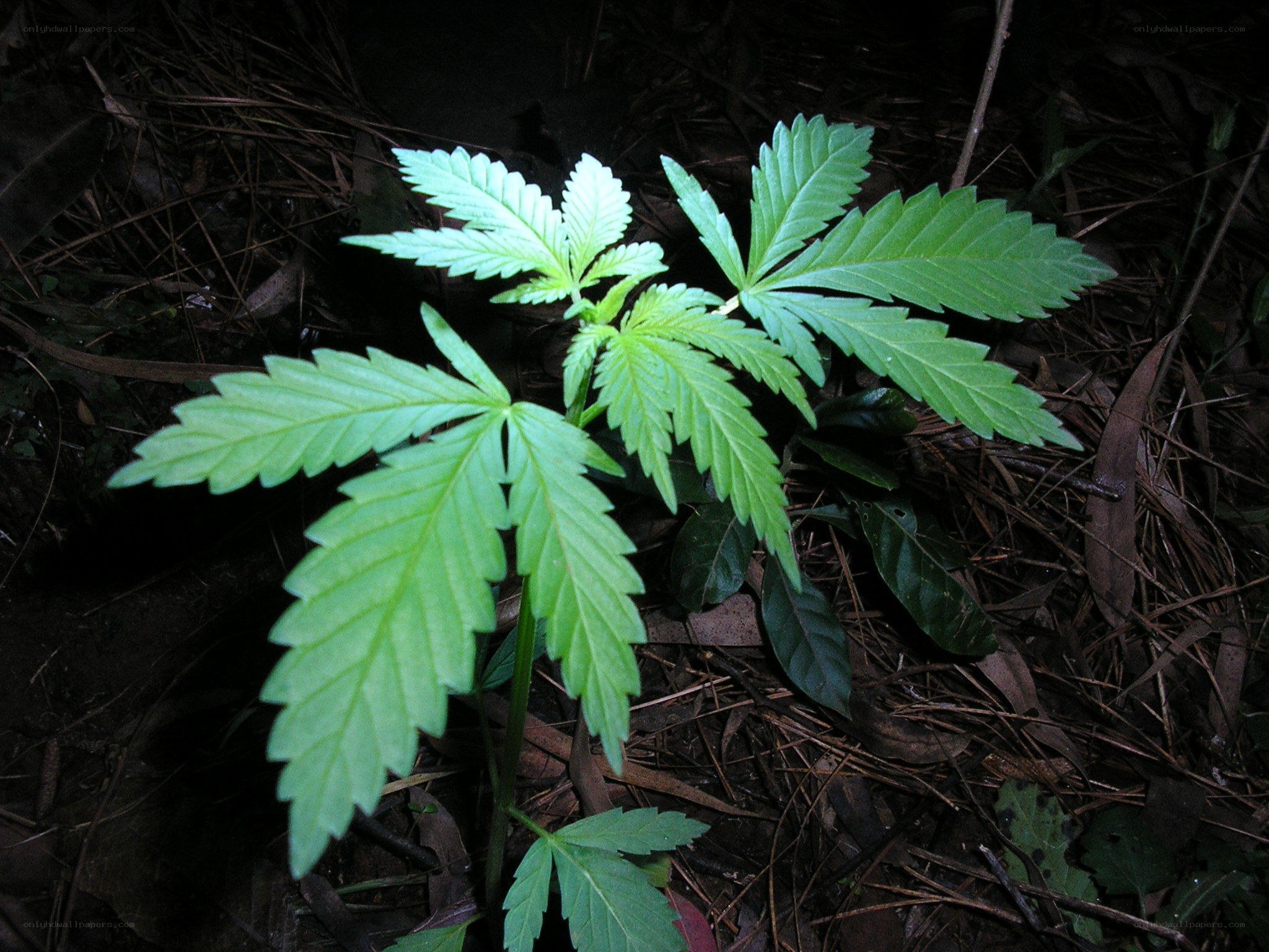 young cannabis plant in forest