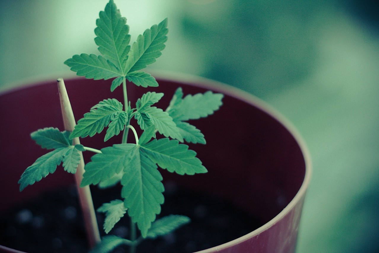 young cannabis plant in pot