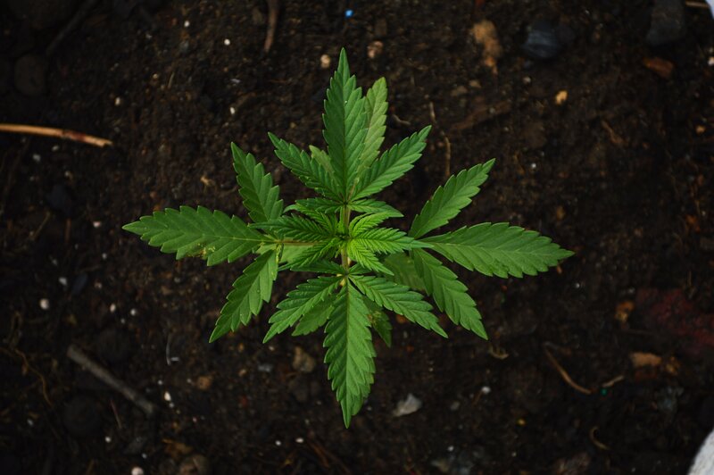 young cannabis plant in soil