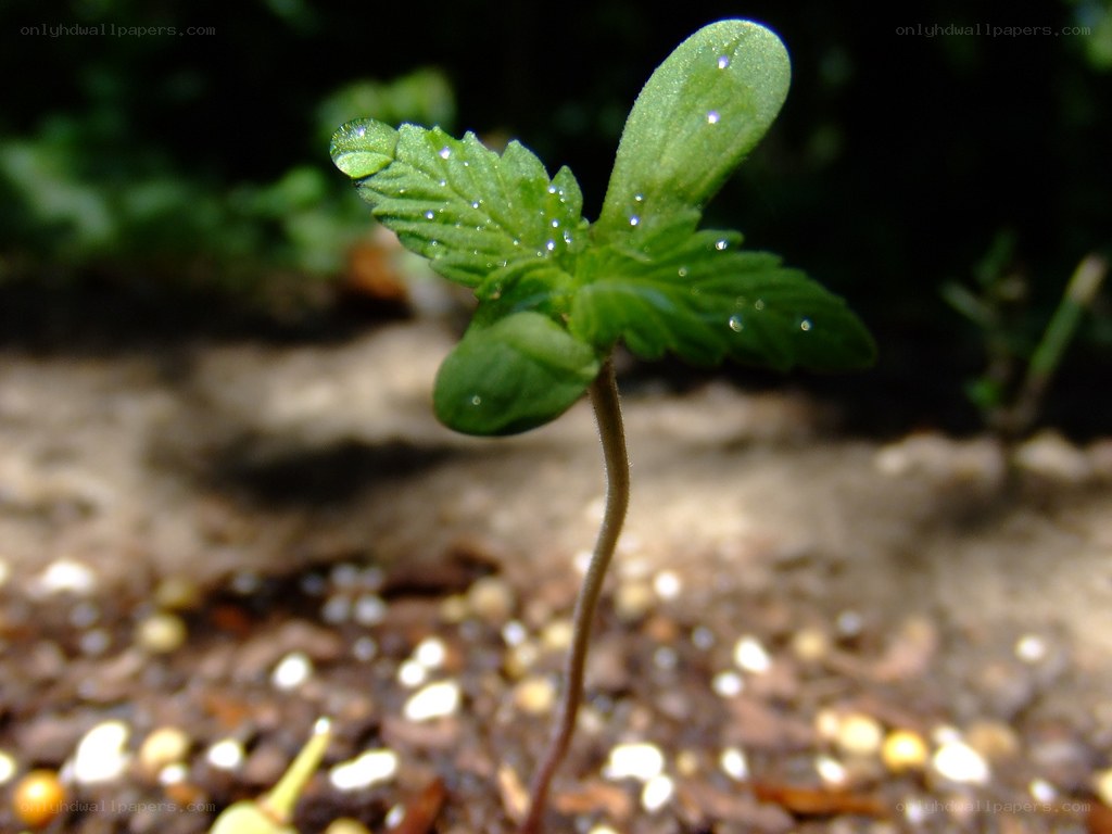 Young cannabis seedling with dew
