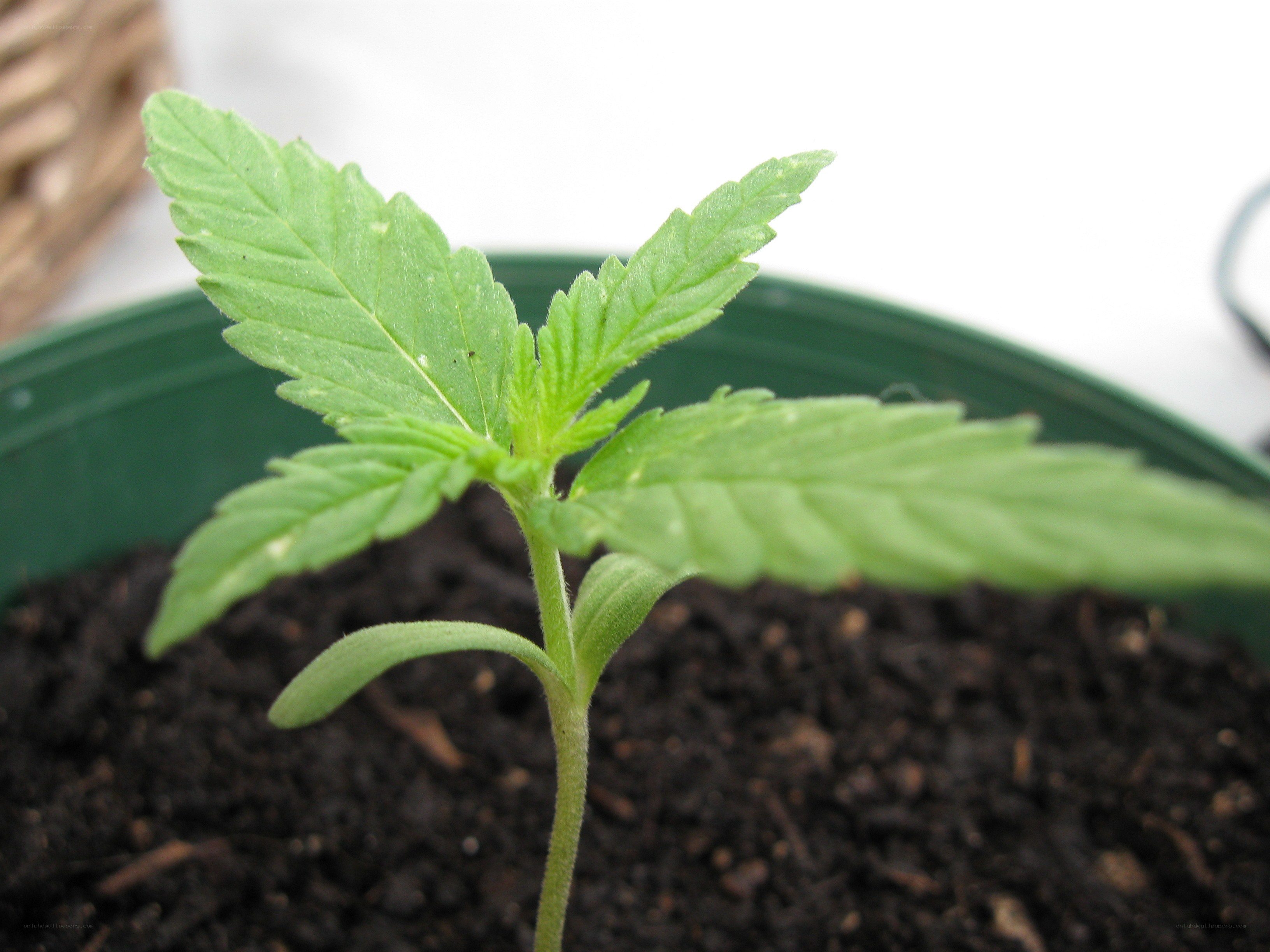 young cannabis seedling