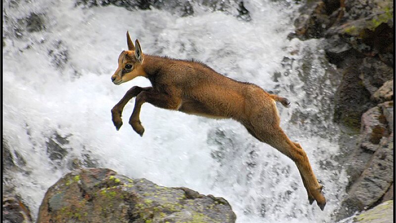 Young Chamois Jumping