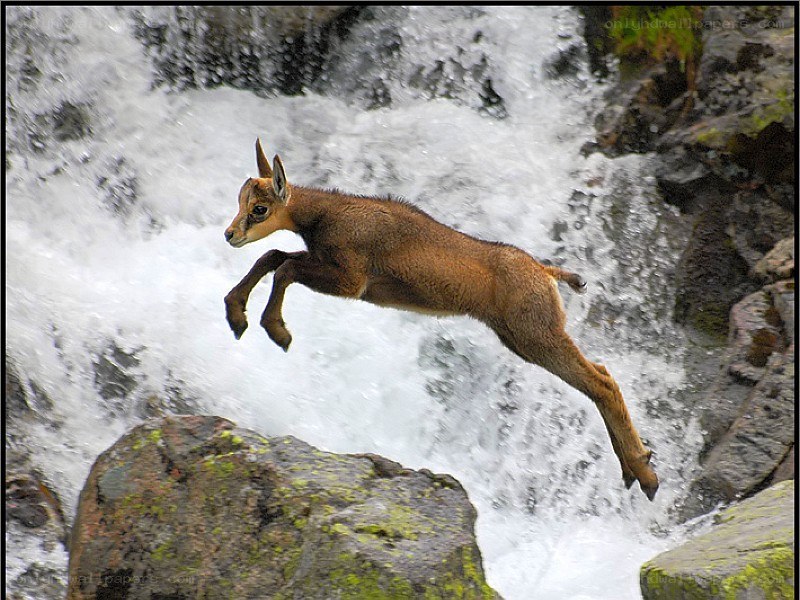 young chamois leaping over water