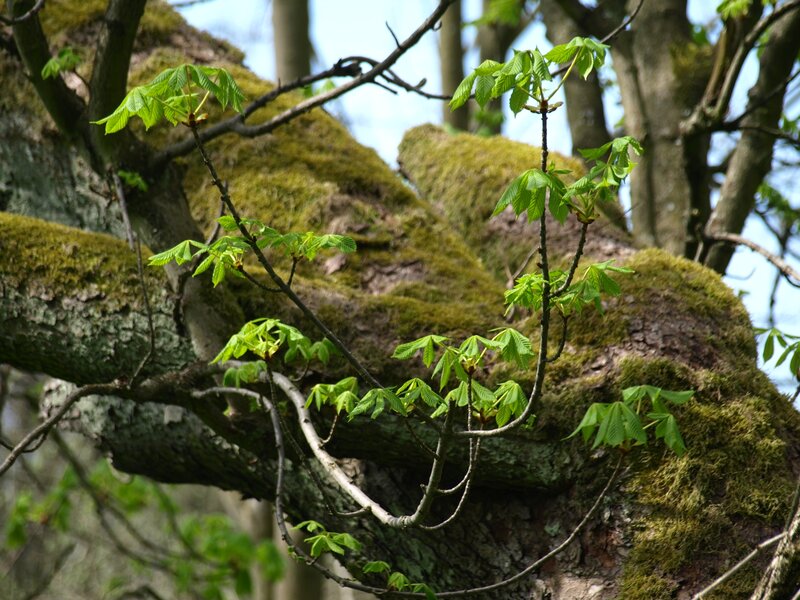 Young Chestnut Leaves