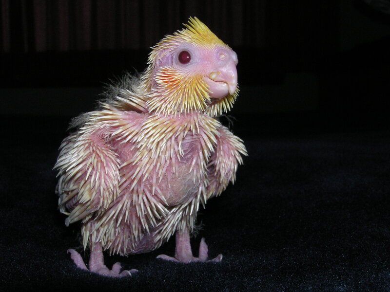 Young Cockatiel Chick