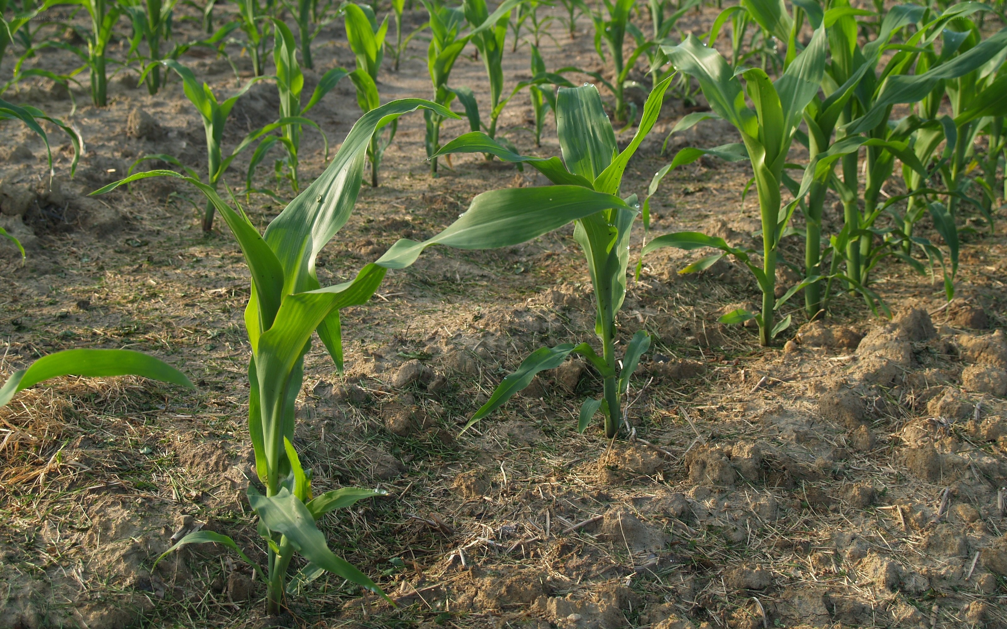 Young corn plants in a field