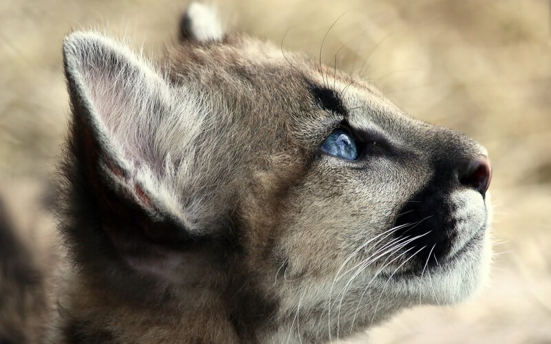young cougar with blue eyes