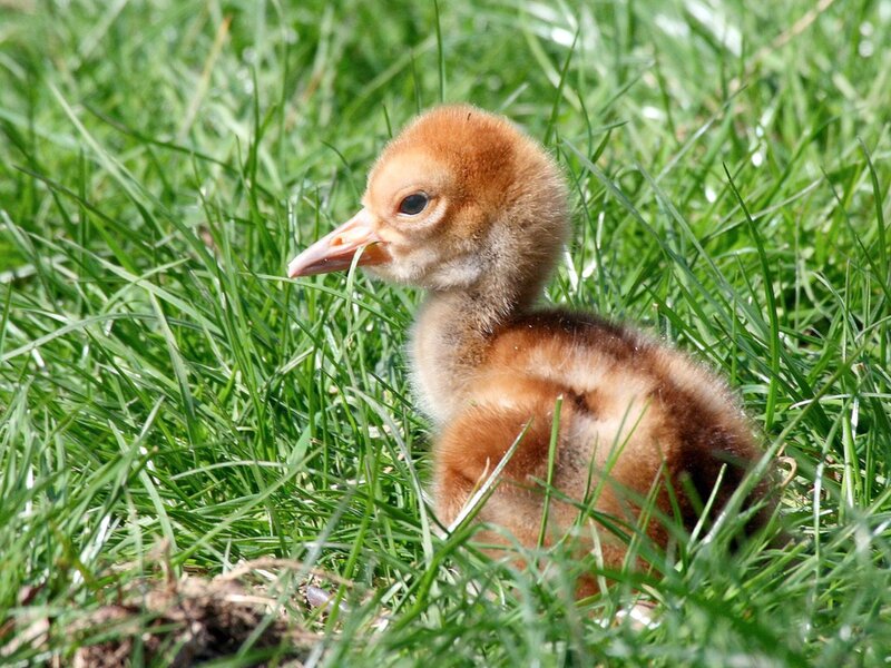Young Crane Chick