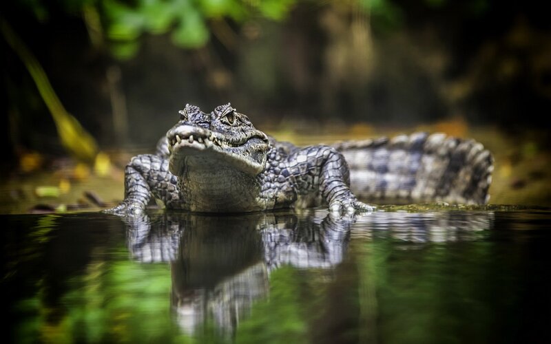 Young Crocodile in Water