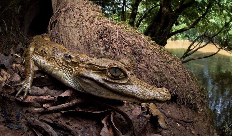 Young Crocodile on Riverbank