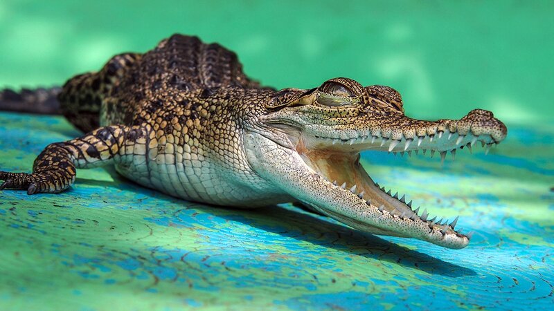 Young Crocodile with Open Mouth
