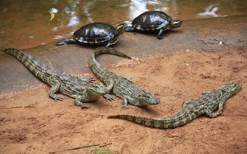 Young Crocodiles and Turtles