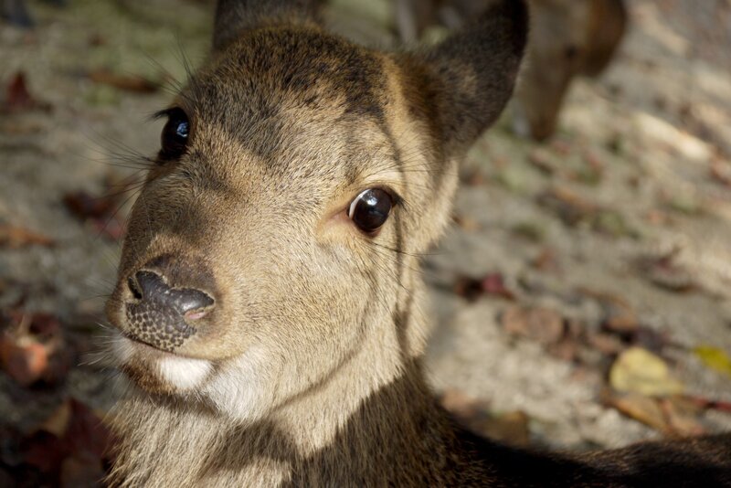 Young Deer Close-up
