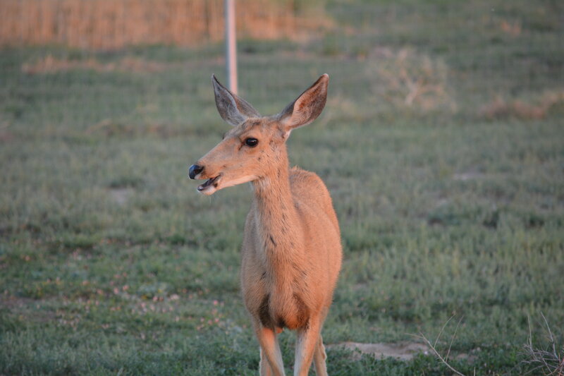 Young Deer in Field — Brown, Calm