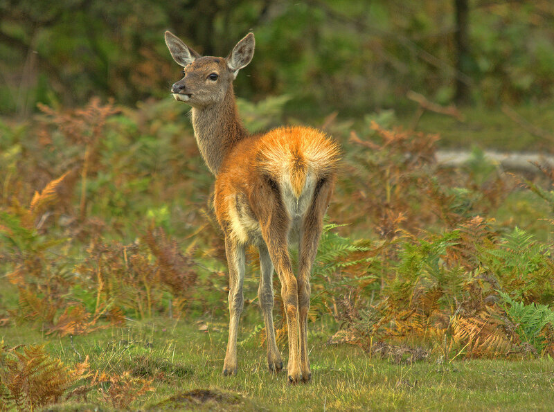 Young Deer in Field — Brown