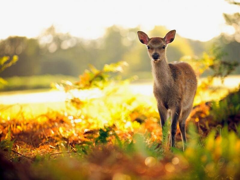 Young Deer in Field