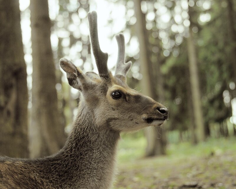 Young Deer in Forest — Brown, Calm, Afternoon