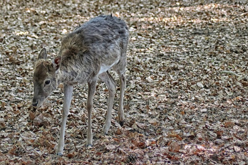 Young Deer in Forest — Brown, Calm, Autumn