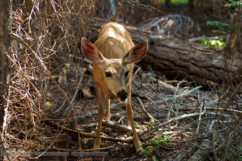 Young Deer in Forest — Brown