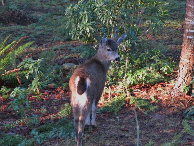 Young Deer in Forest — Green, Calm