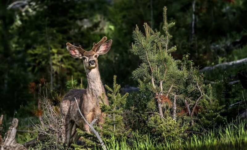 Young Deer in Forest — Green, Natural