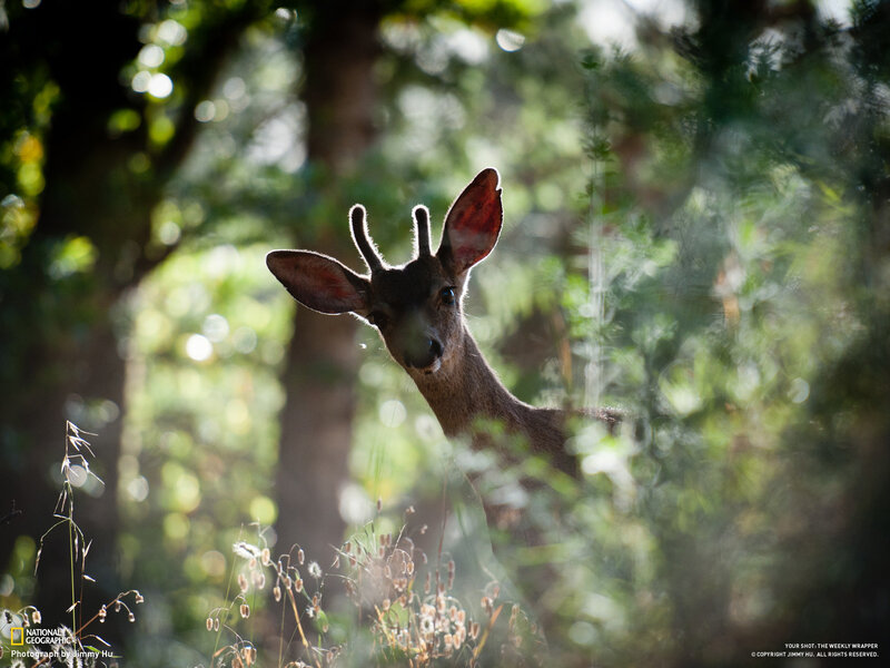 Young Deer in Forest — Green