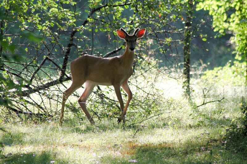 Young Deer in Forest