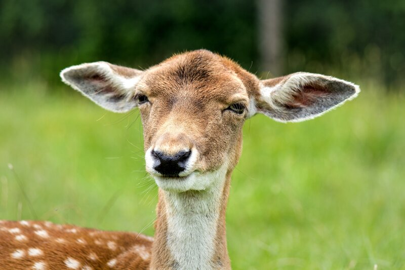 Young Deer in Grass