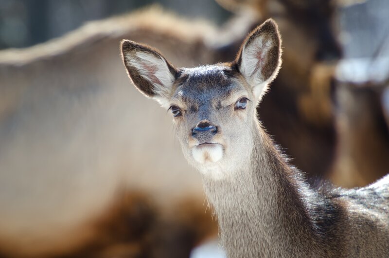 young deer in sunlight