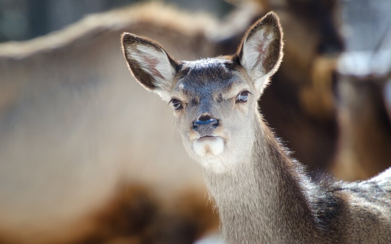 Young Deer Looking at Camera