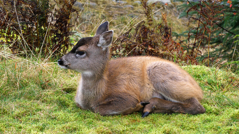 Young Deer Lying Down