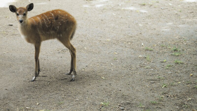 Young deer on dirt ground
