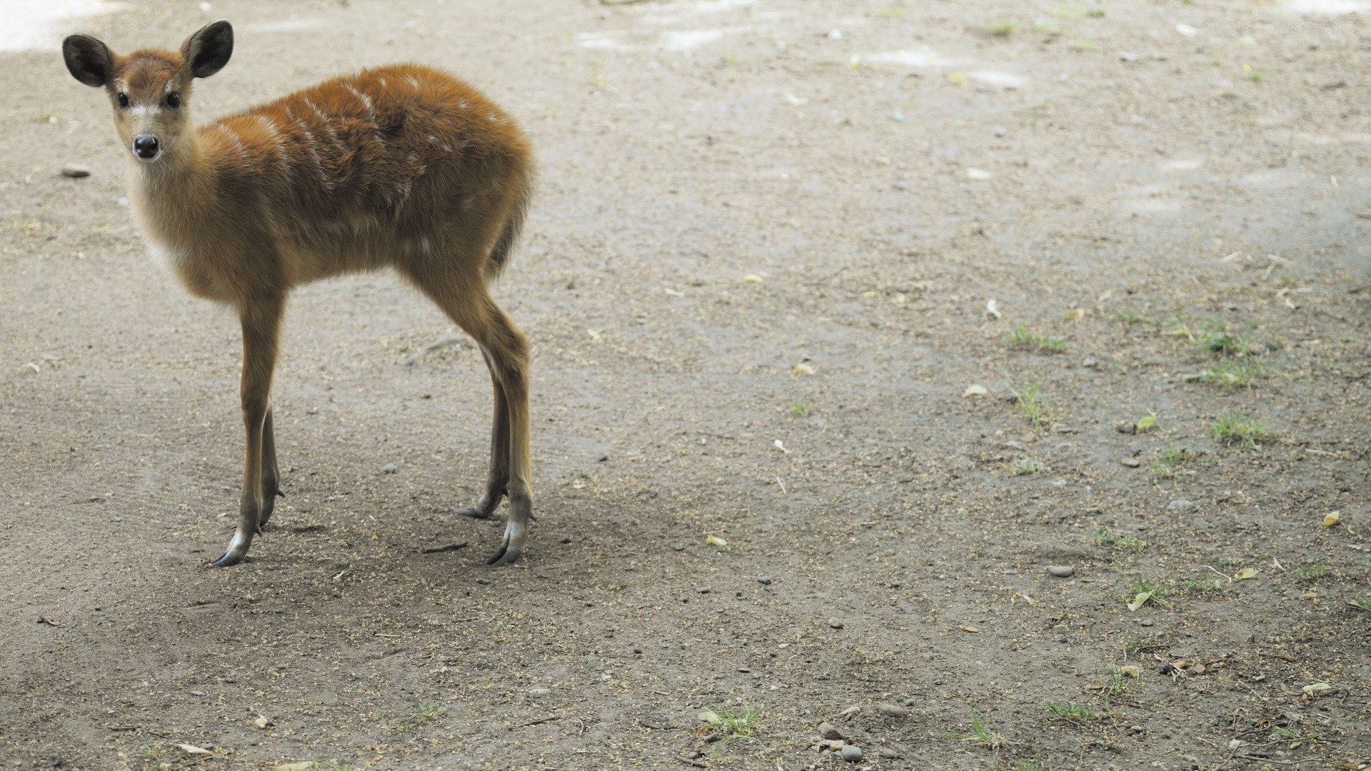 Young deer on dirt ground