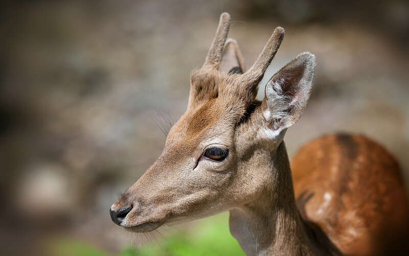 Young Deer with Antlers — Brown, Calm, Afternoon
