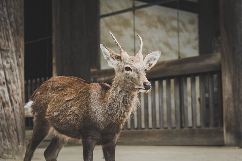 Young Deer with Antlers — Brown, Calm, Photograph