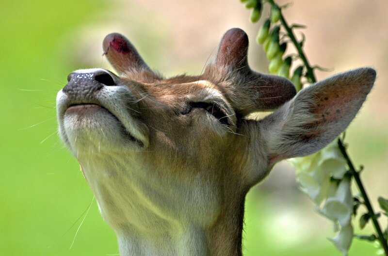 Young Deer with Antlers — Brown, Calm