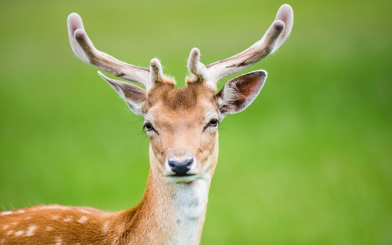 Young Deer with Antlers — Brown