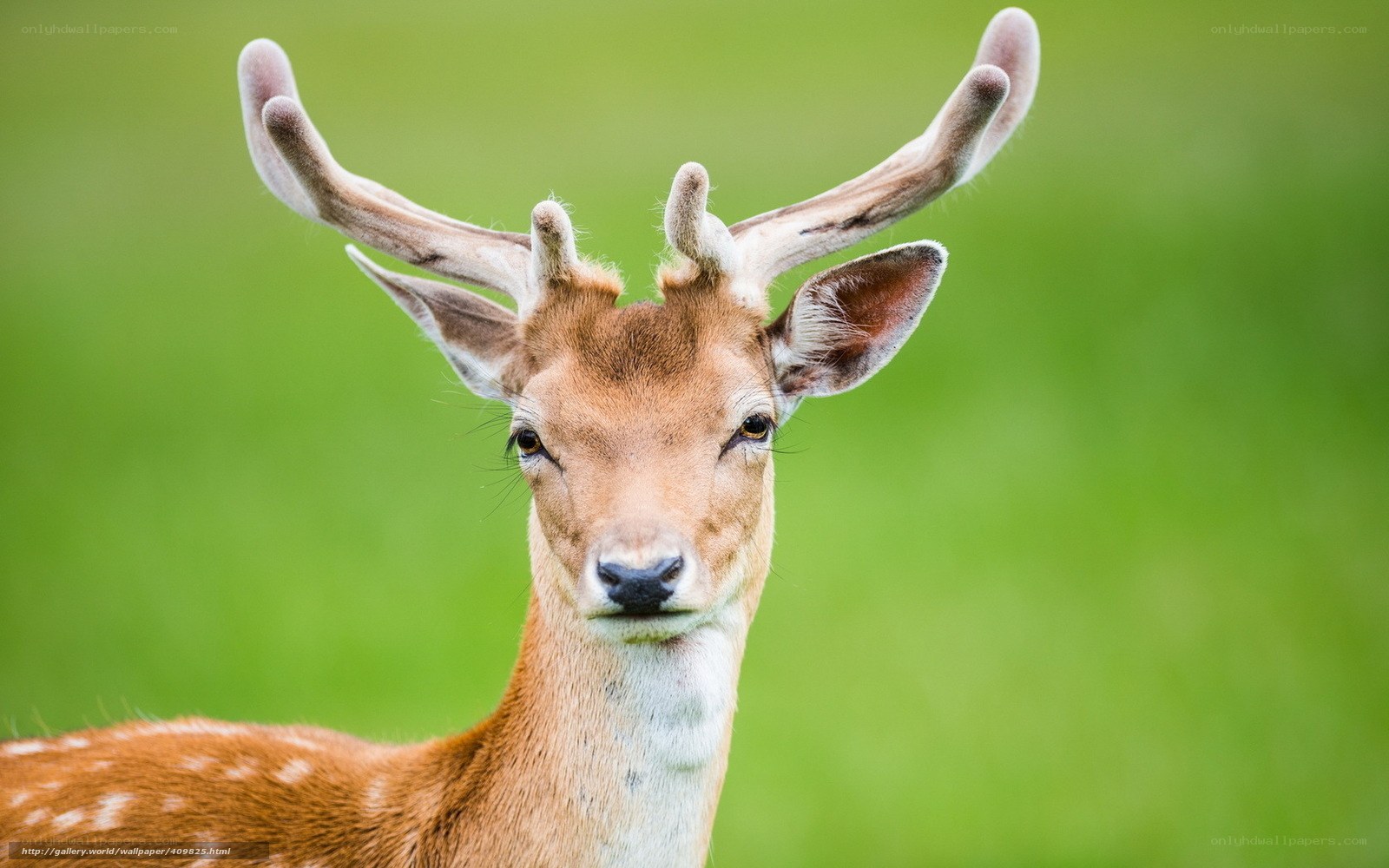 Young deer with antlers
