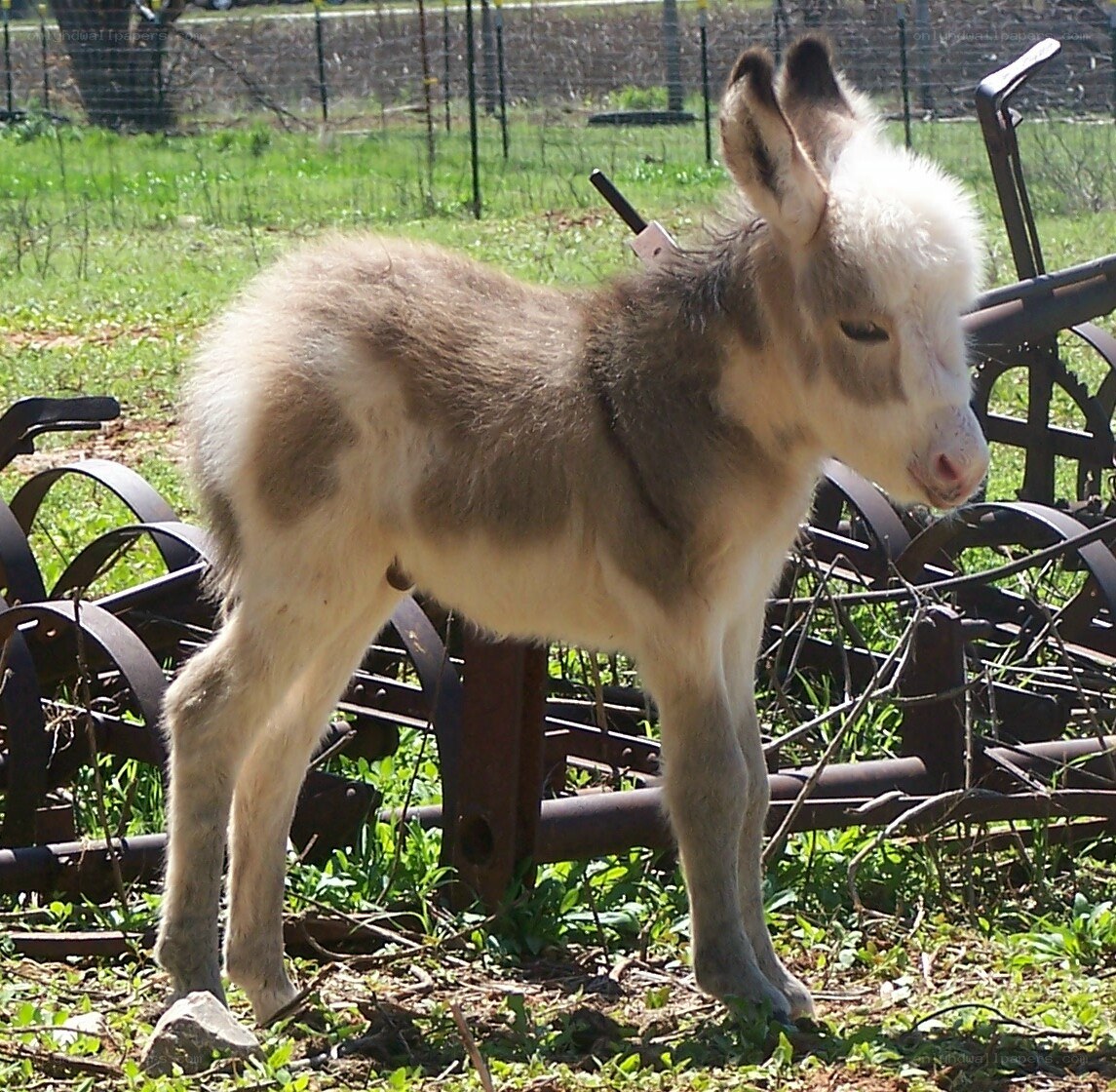 young donkey foal in field