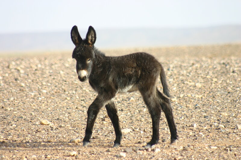 Young Donkey Foal