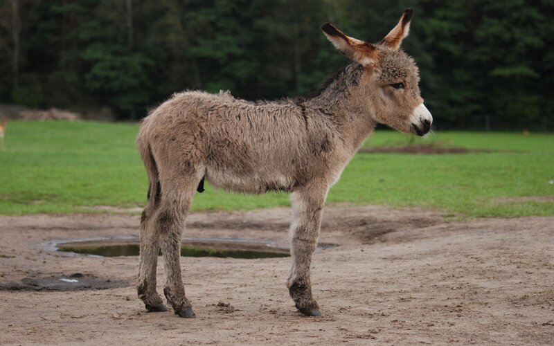 young donkey standing in field