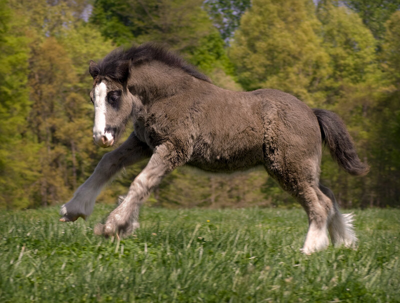 Young Draft Horse Foal