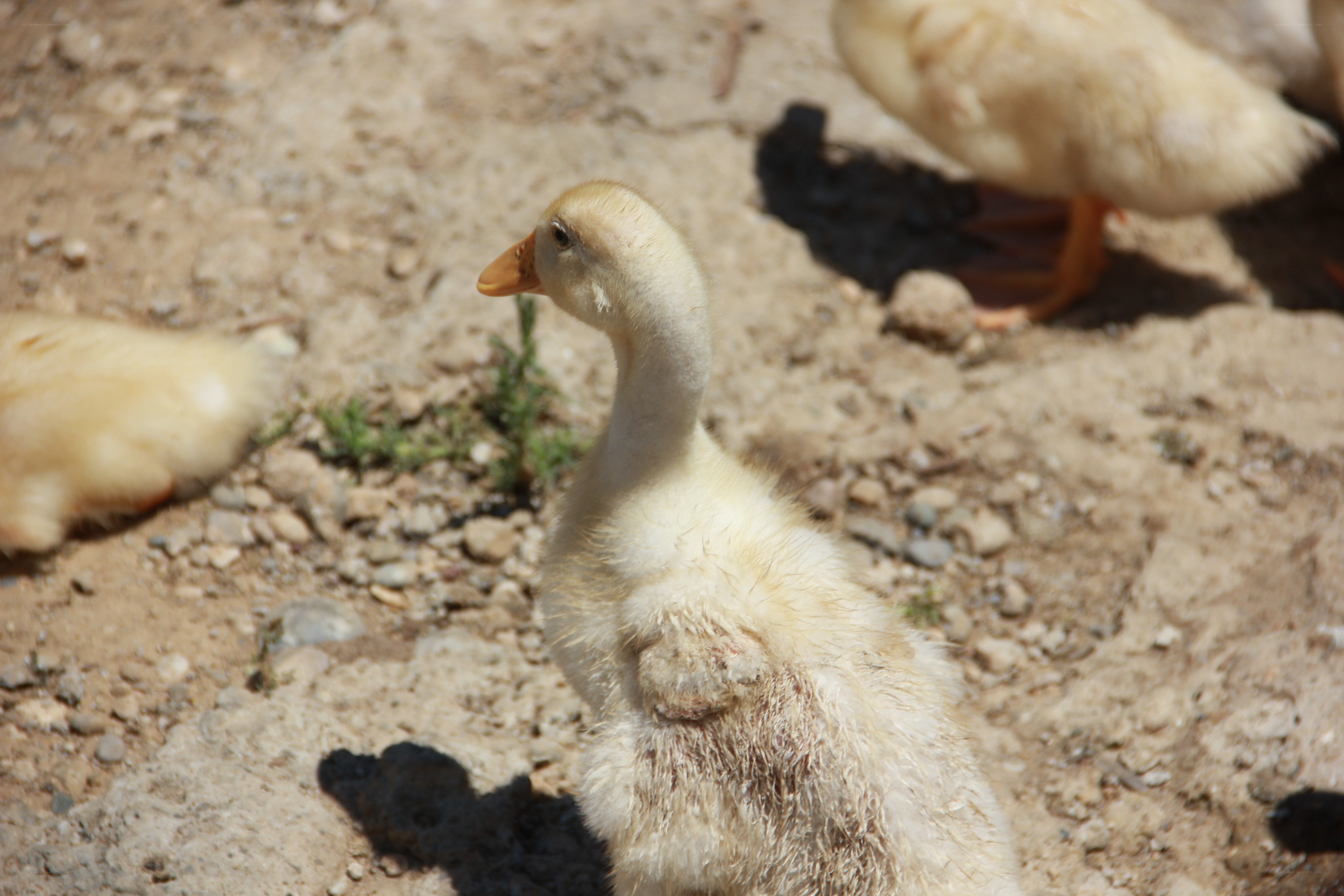 Young ducklings on dirt ground