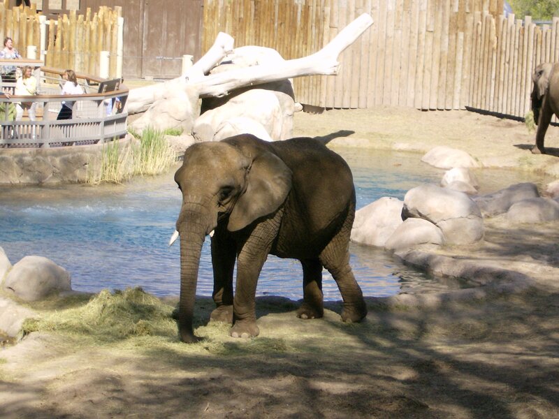 Young Elephant in Enclosure